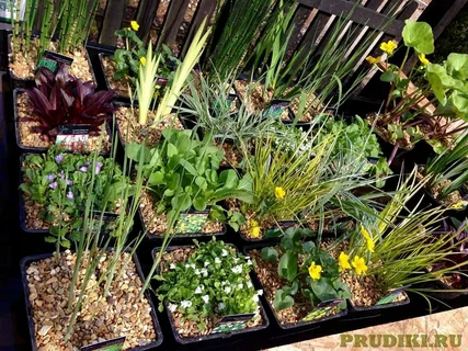 How to Buy Pond Plants Online for Every Type of Garden Pond