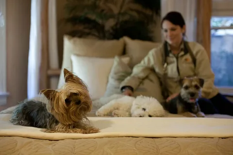 Luxury Dog Boarding in North Scottsdale: A Guide to Premium Care
